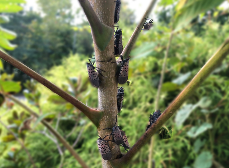 A gathering of spotted lanternflies.